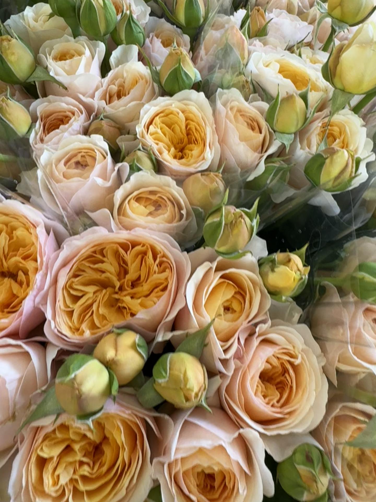 @Casconefiori