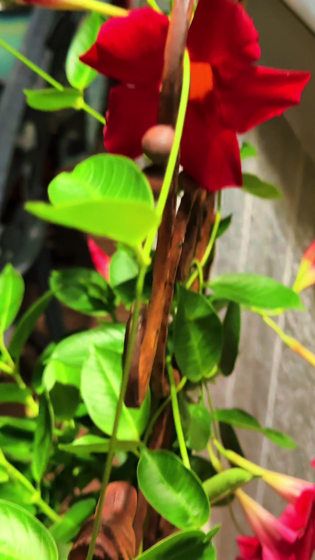 @🎱🎭CLAU DOM 🌸&hearts;️🦋.
