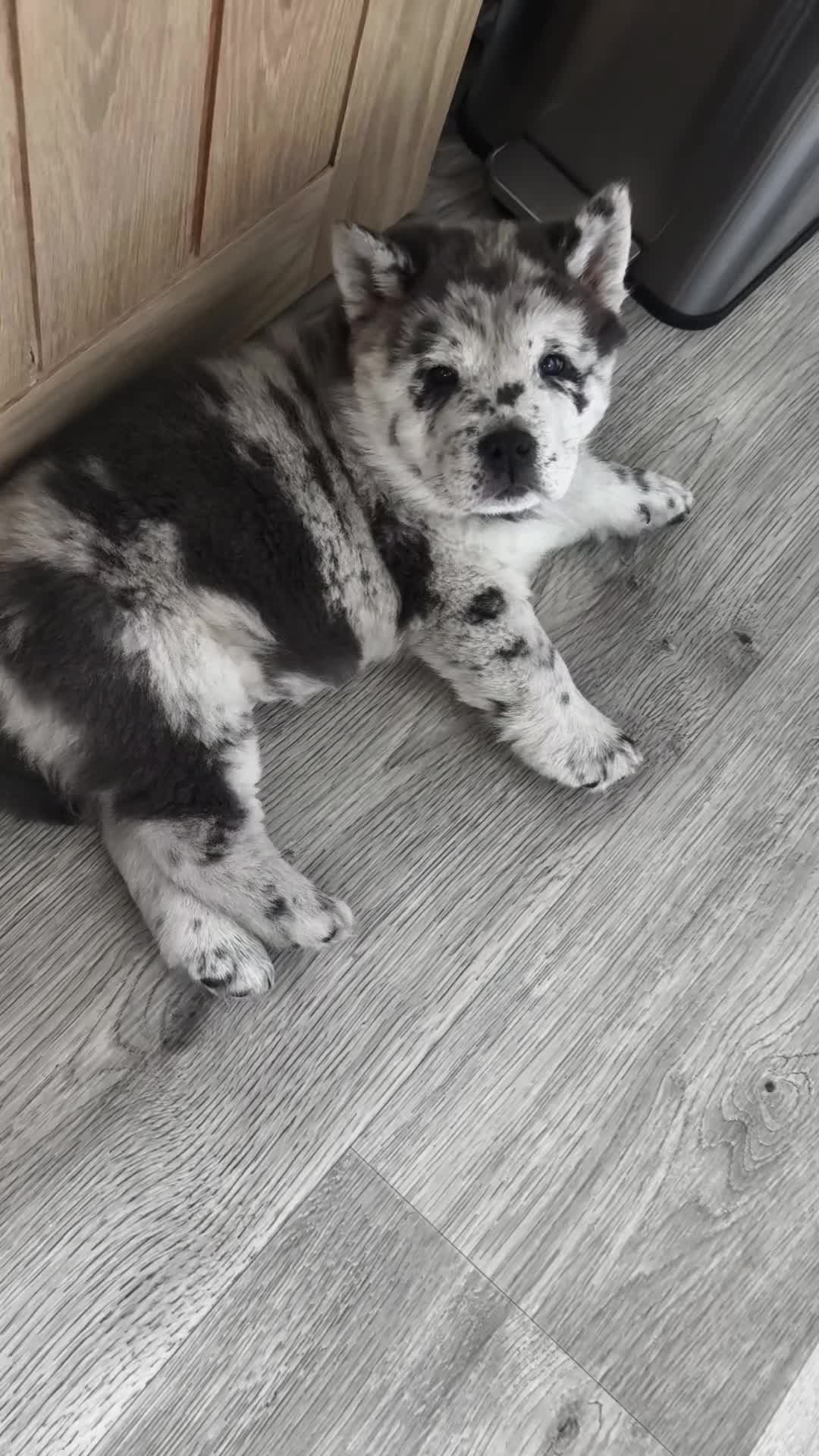 @Tank The Chow Chow