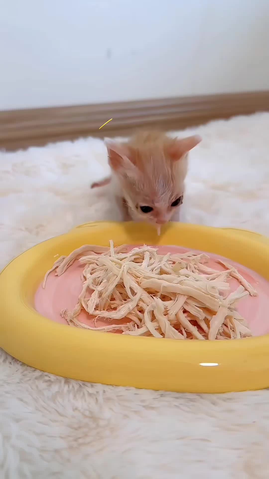 @catnipcrazee