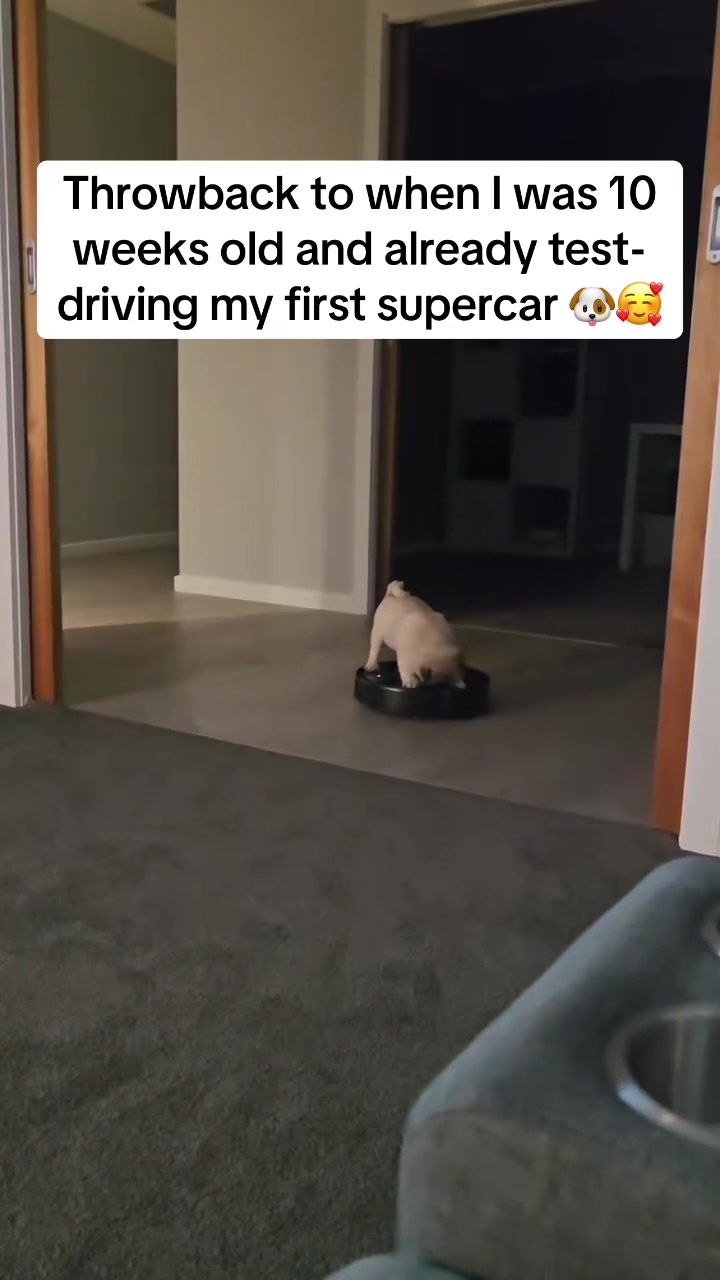 @Pug Puppies world 🐶❤️