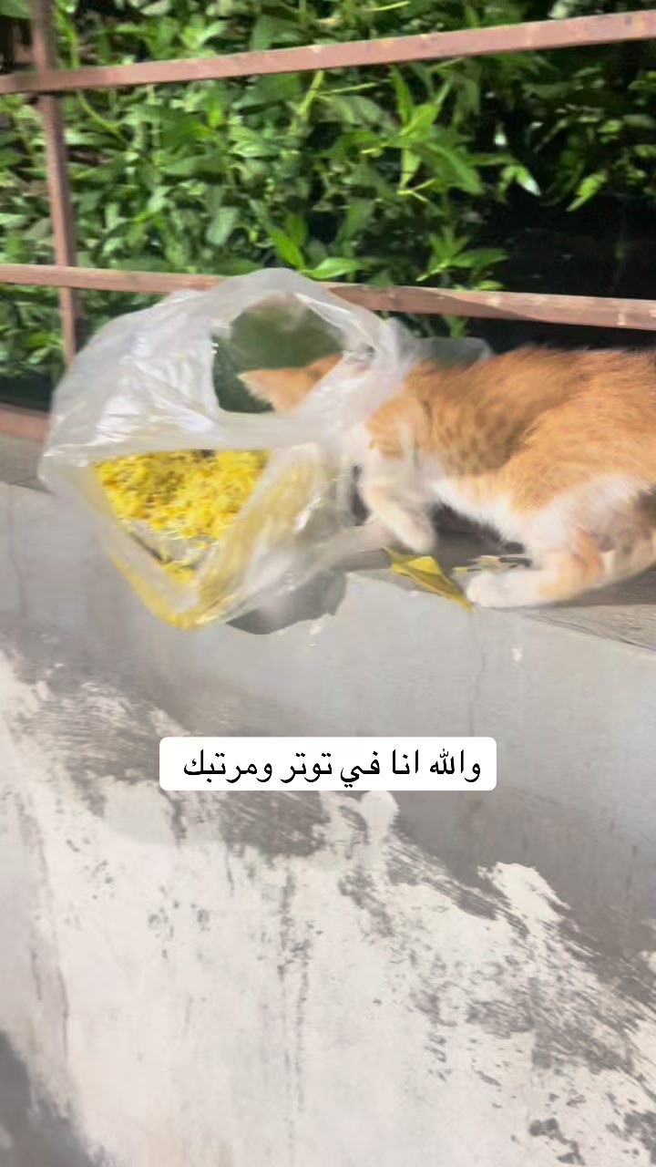 @ashkaltbiah