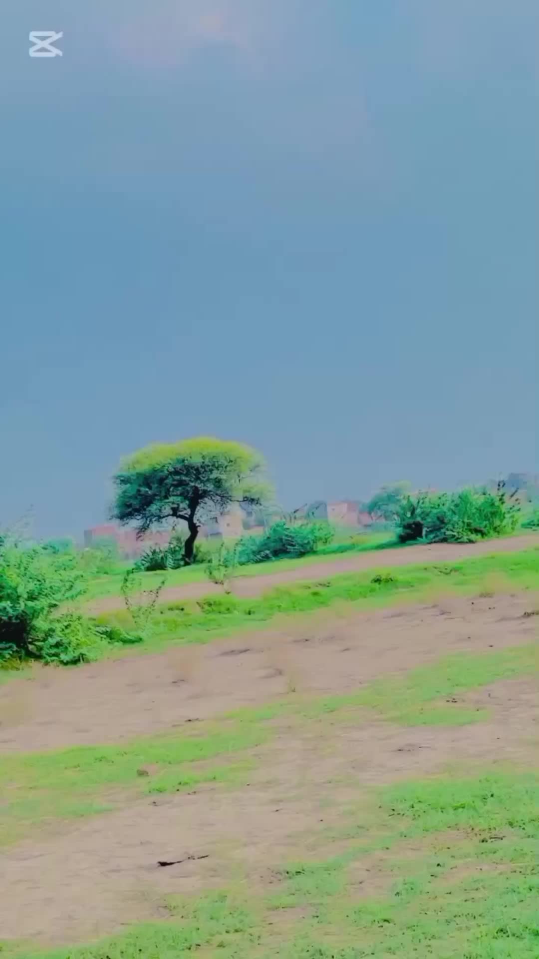 @ladlamalik488