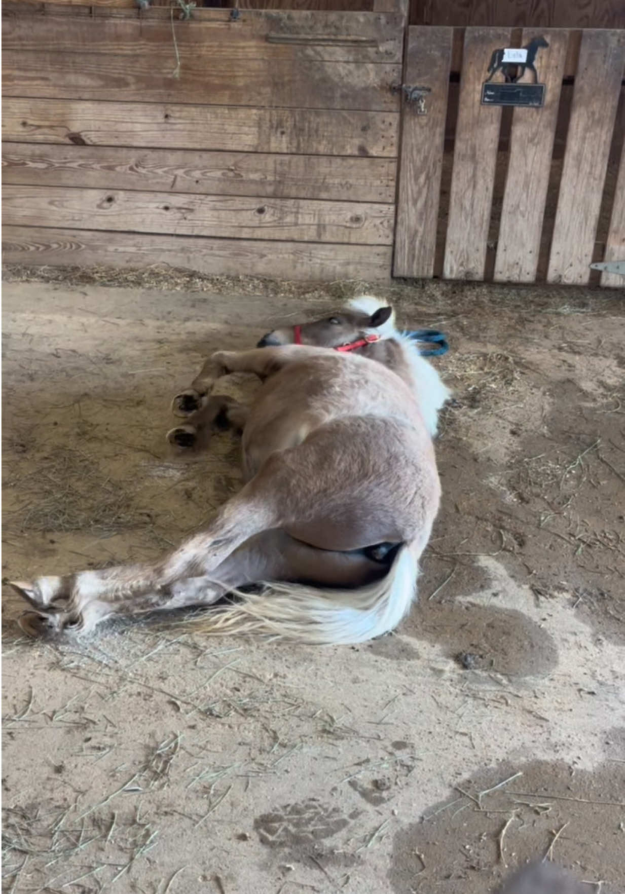 @MS Horse Rescue
