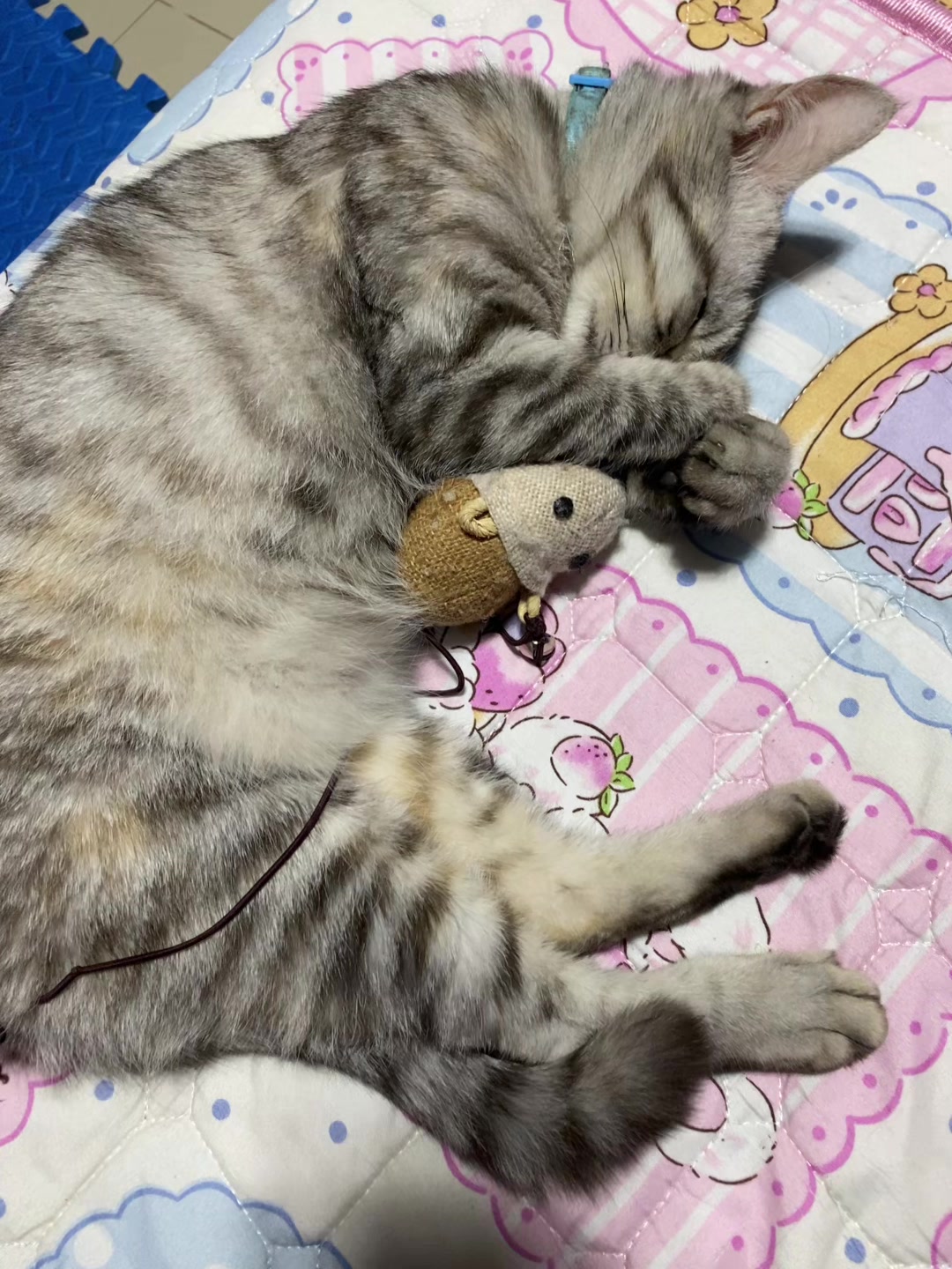 @🧧เปาเฮง🧧รีวิวแมว🐱