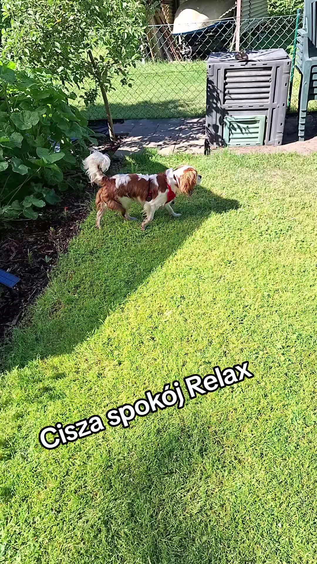 @fenix🍀z🍀popiołu🍀