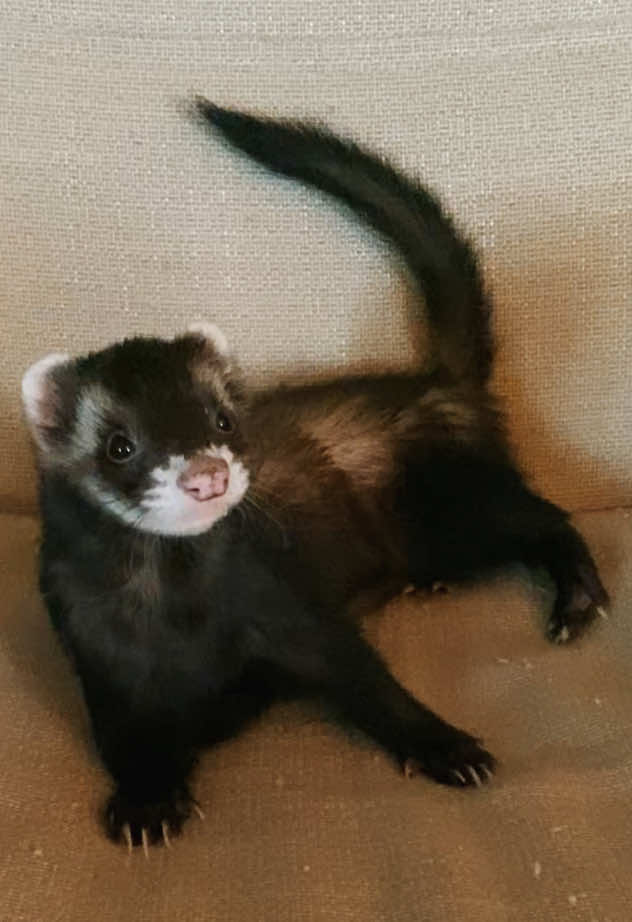 @FerretFiesta