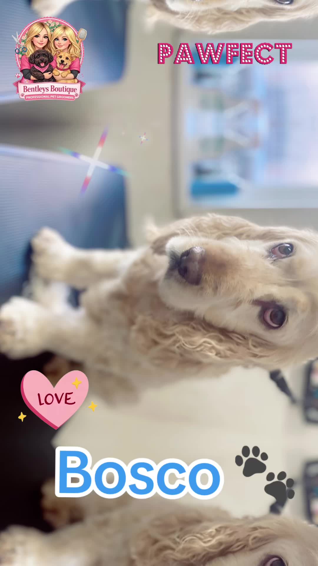 @Bentleys Boutique Pet Groomers