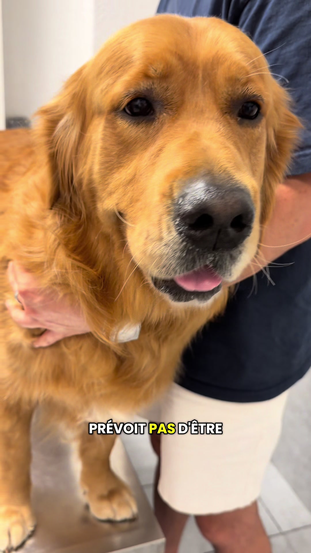 @Uggy Le Golden 🐶