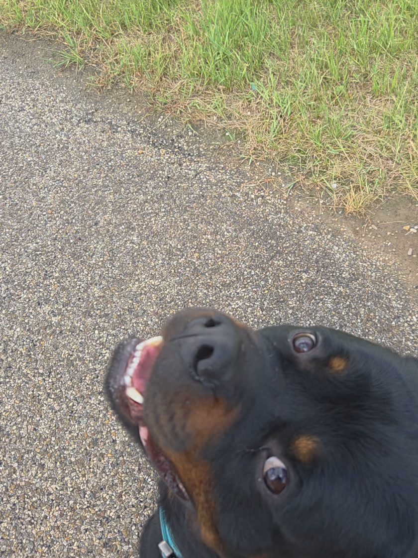 @Loki der Rottweiler