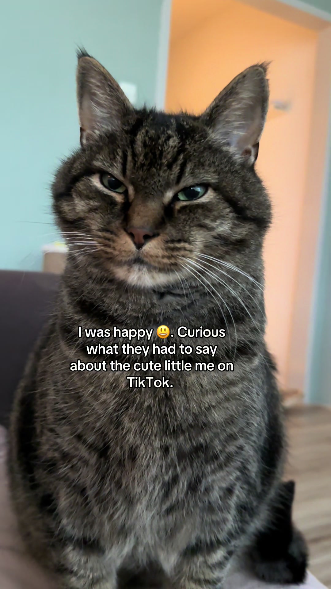 @Joep_the_ rescuecat