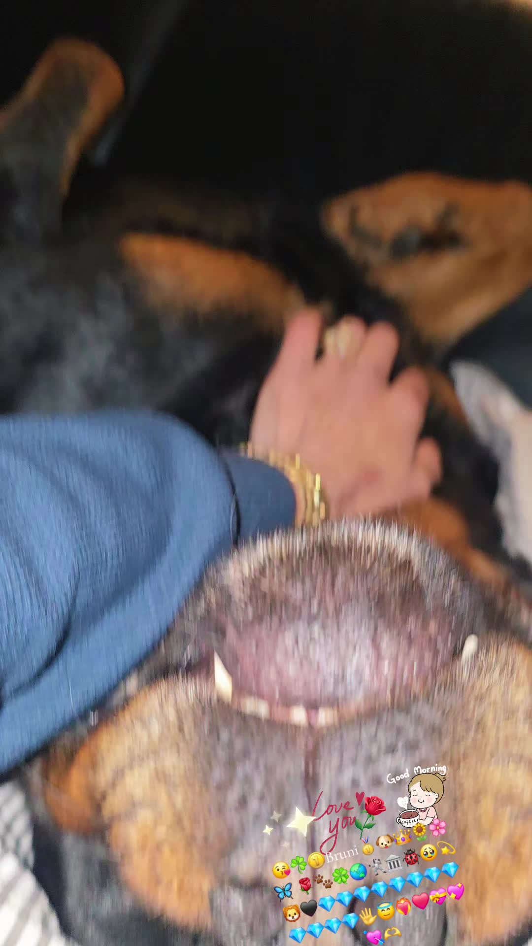@Rottweiler Bruno