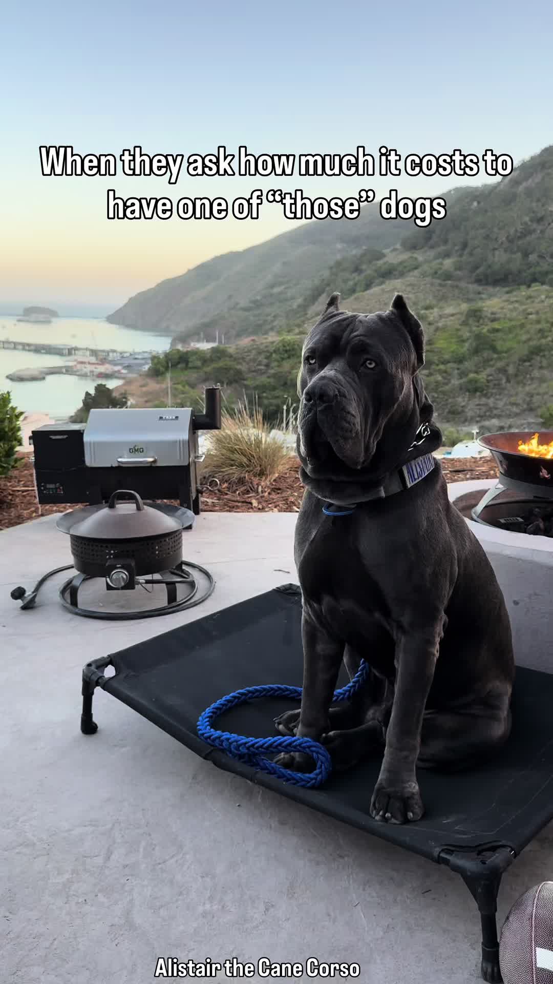 @Alistair the Cane Corso