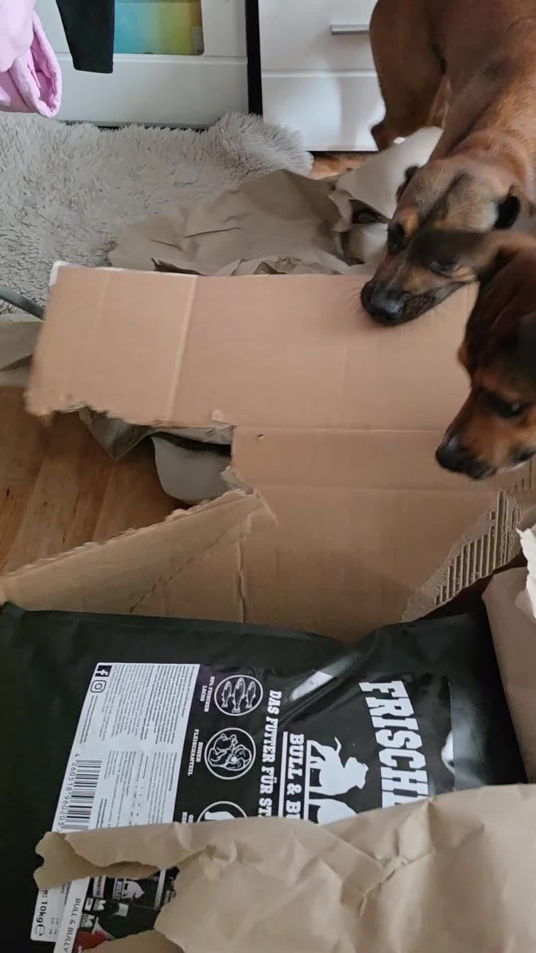 @Staffordshiremix Geschwister🐾