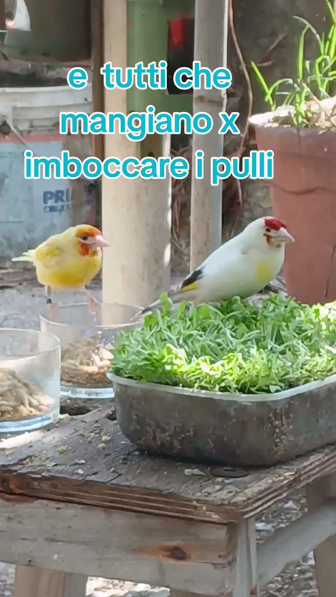 @Leonardo Dellacorte