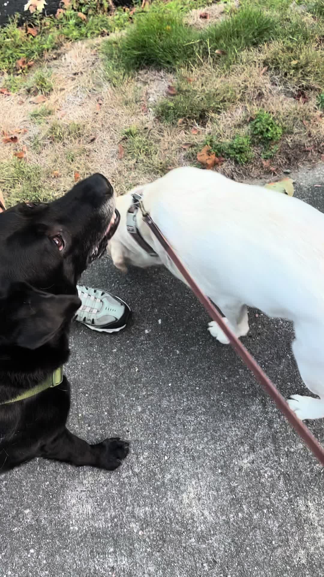 @rubenblacklab