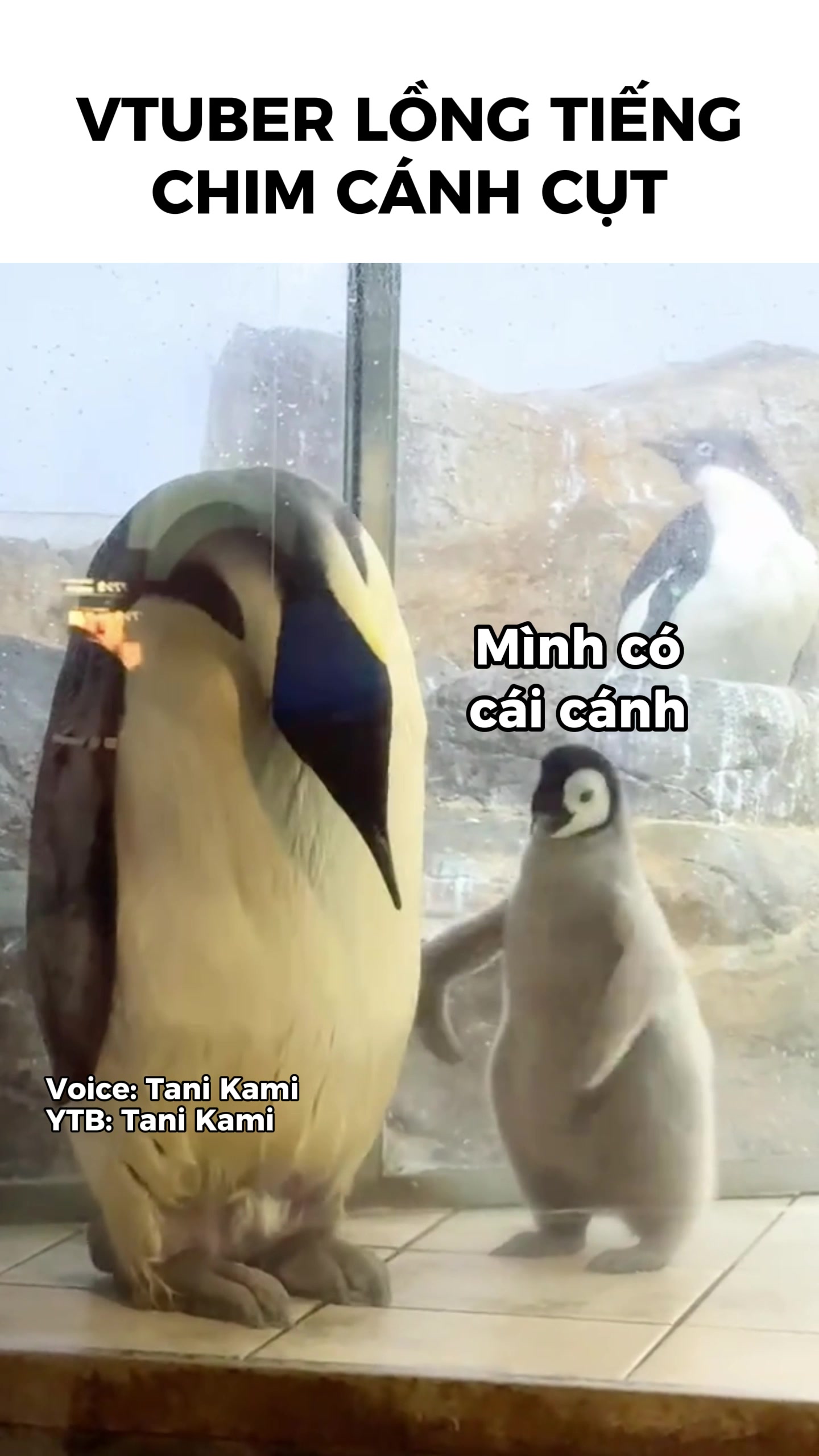 @Tani Kami 🐹