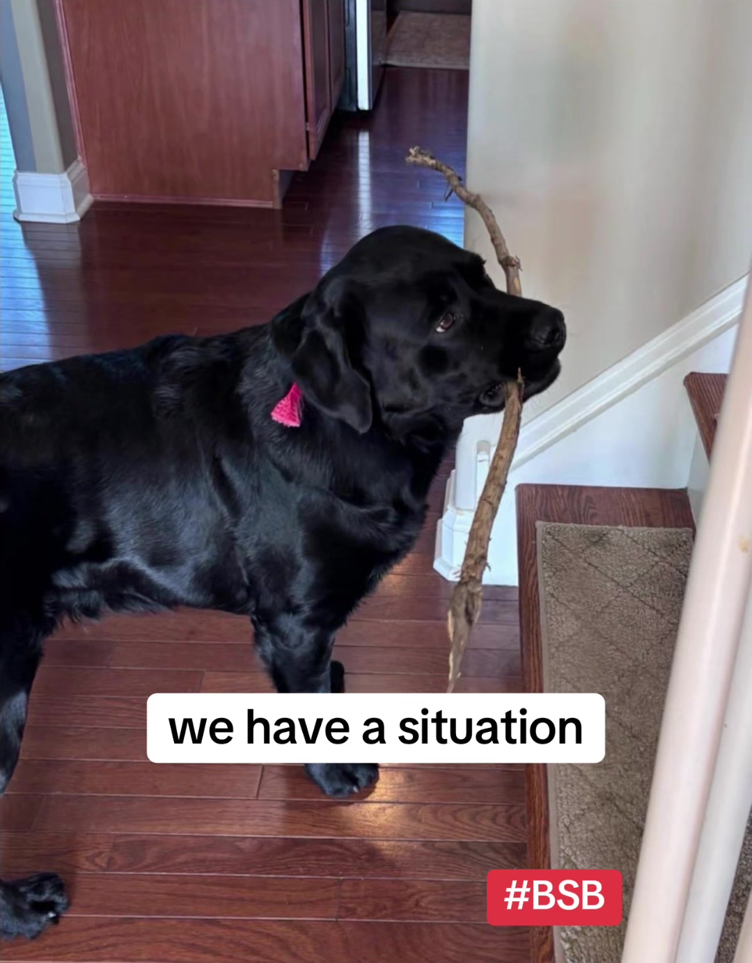 @Bentley and Buster Boo๐พ