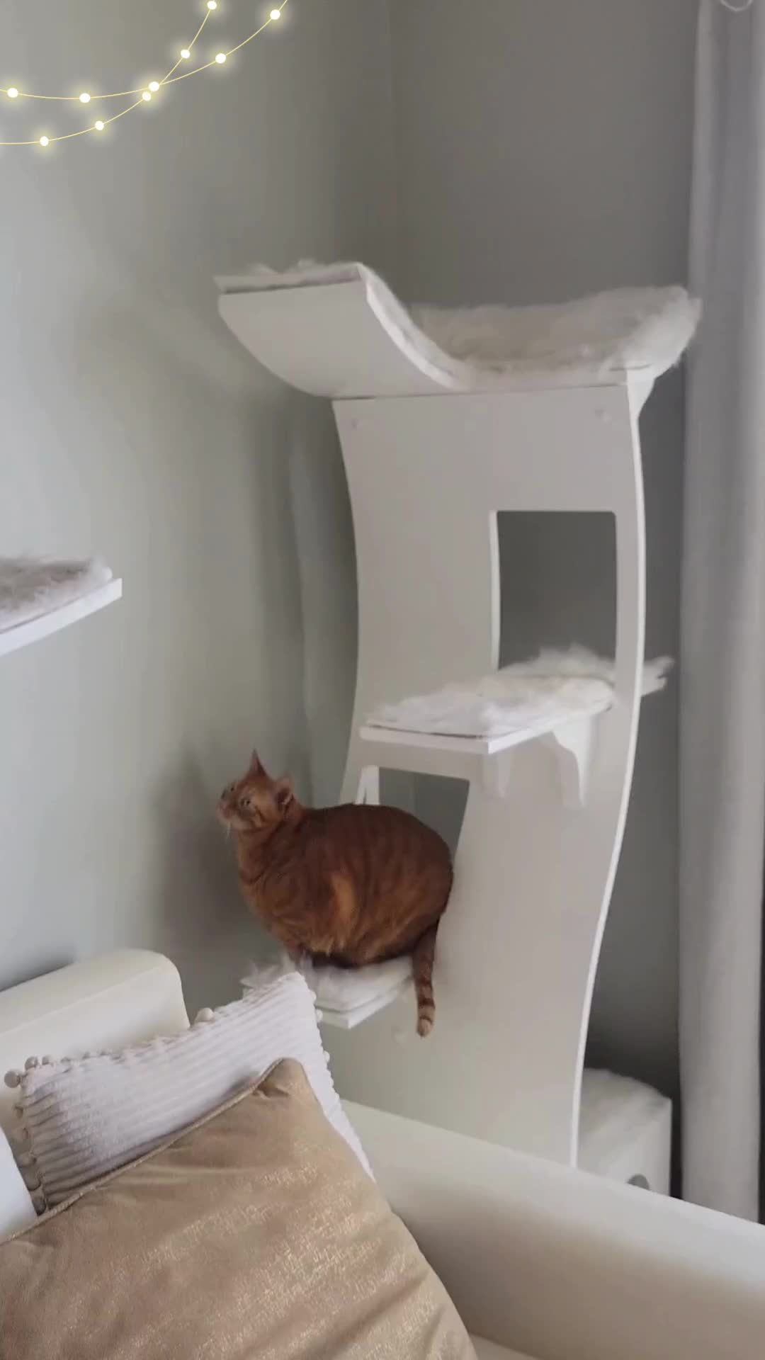@The Refined Feline