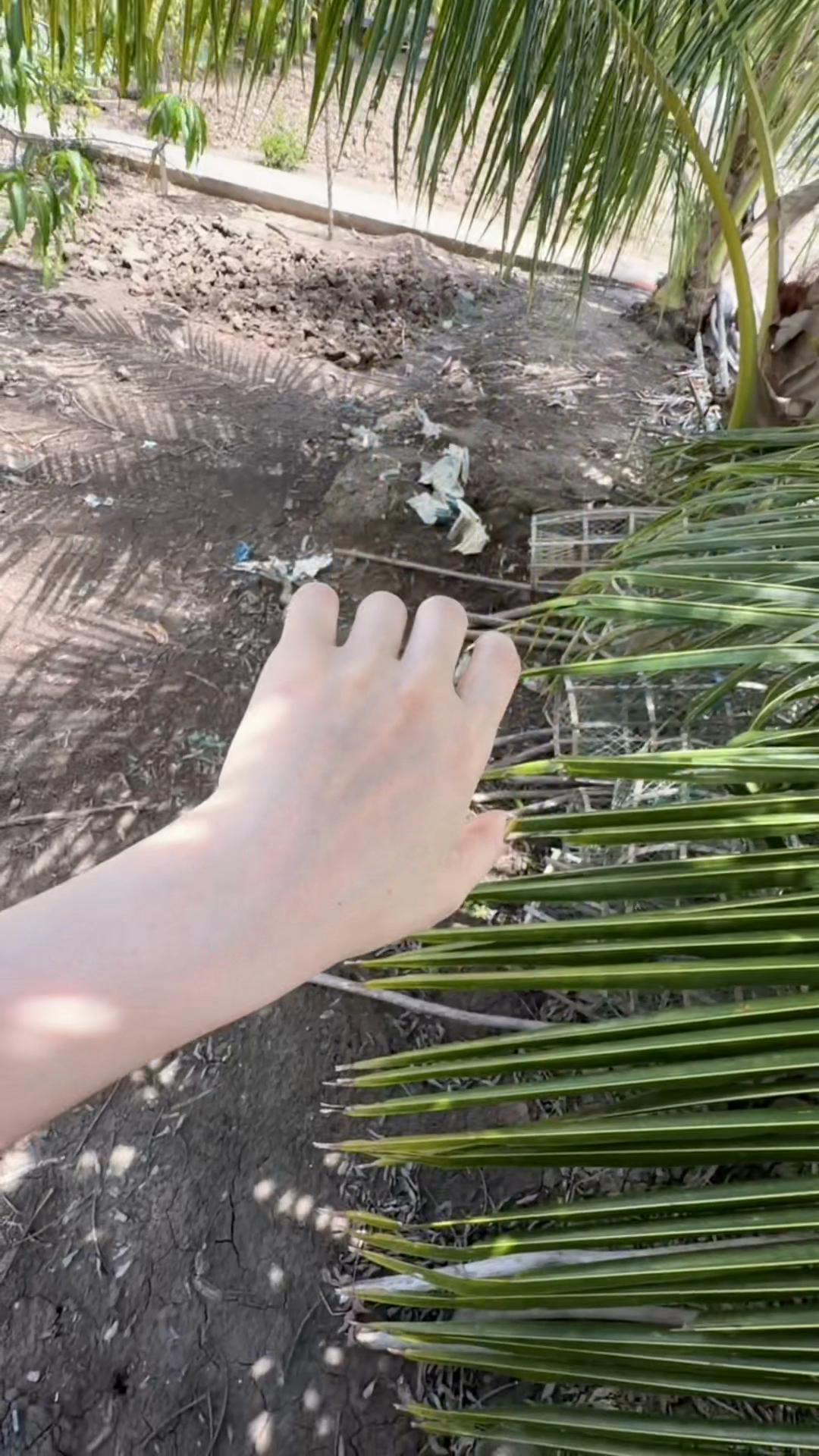 @hồng ân