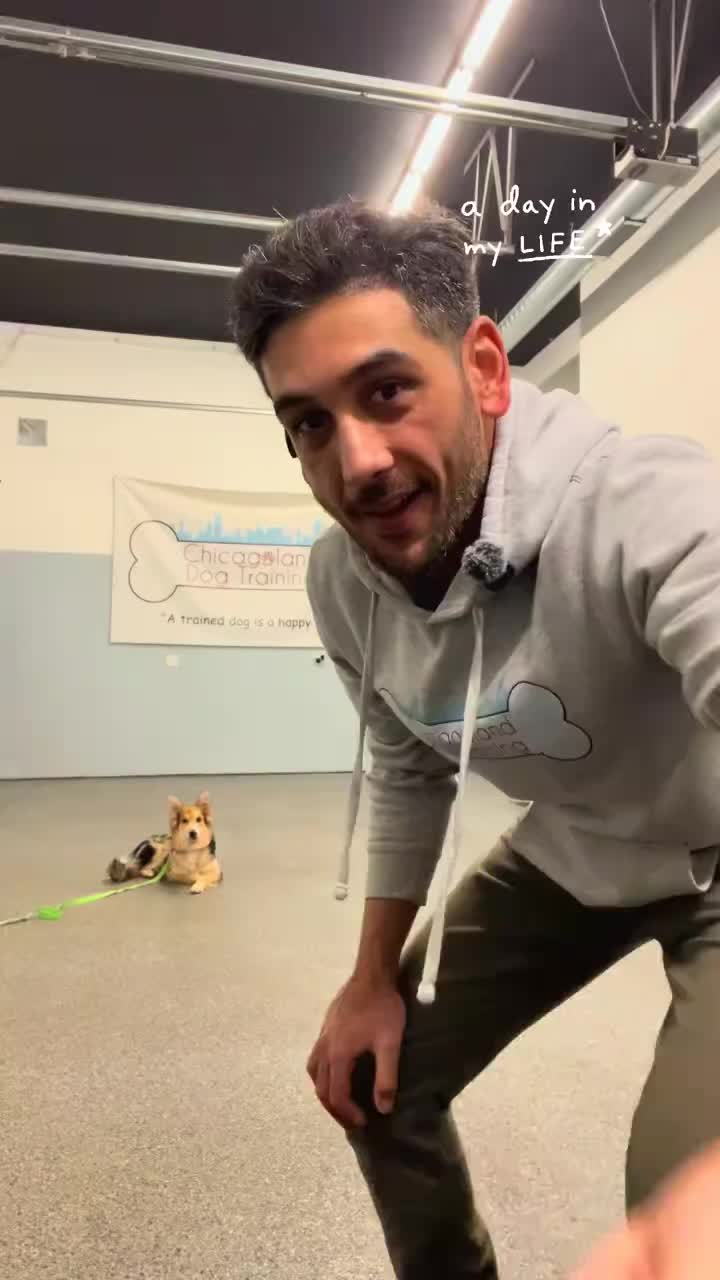 @Chicagoland Dog Training