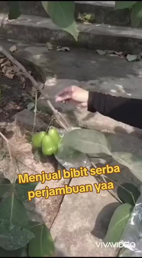 @Bibit khusus samarinda