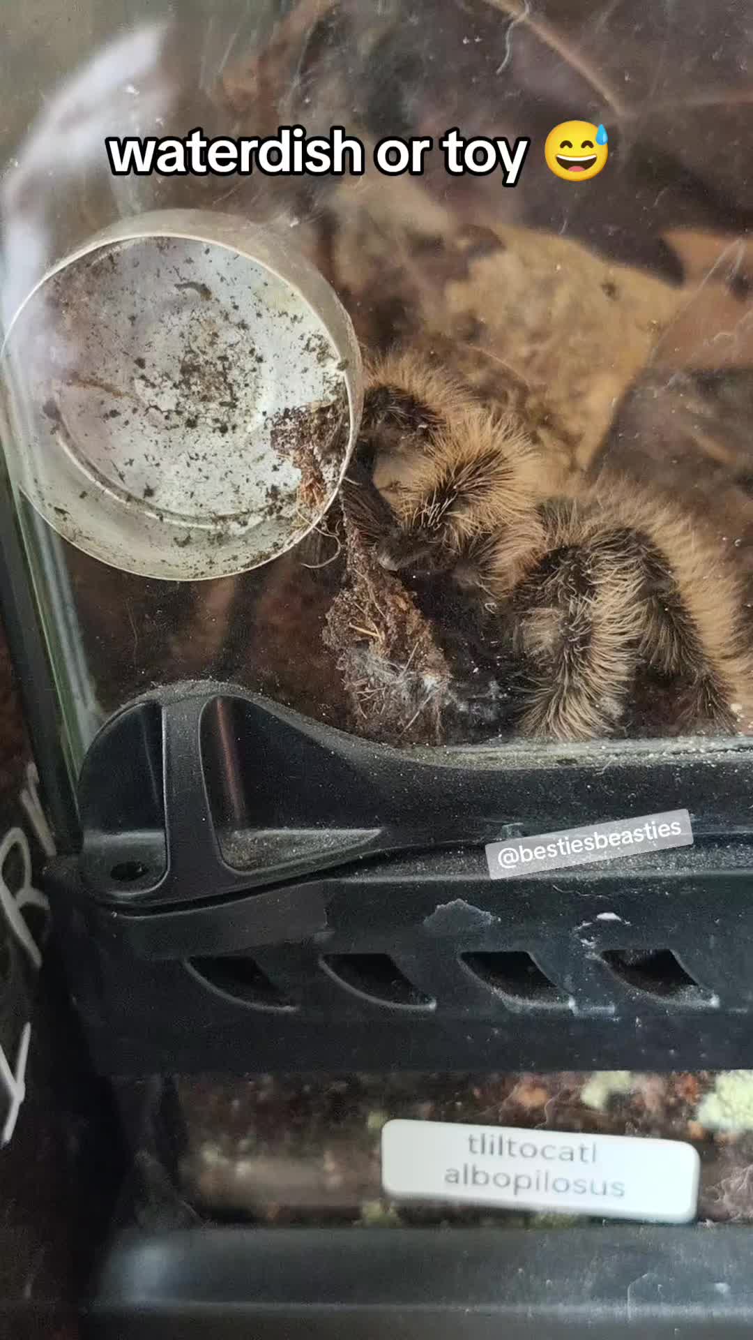 @Bestiesbeasties