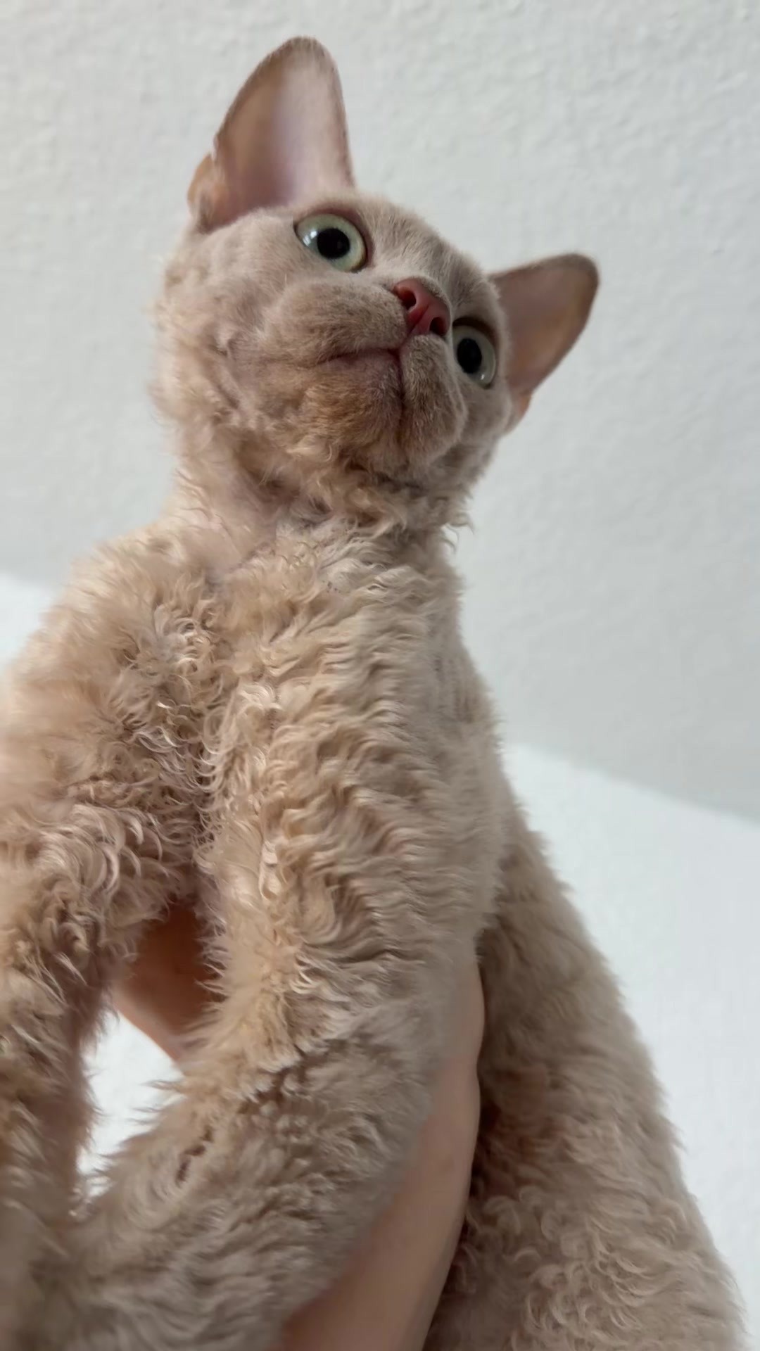 @TugbasCats