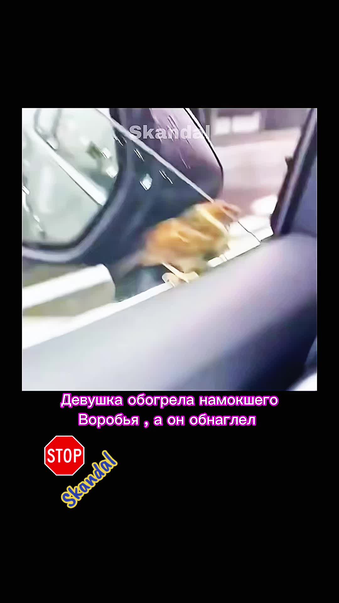@skandal 2