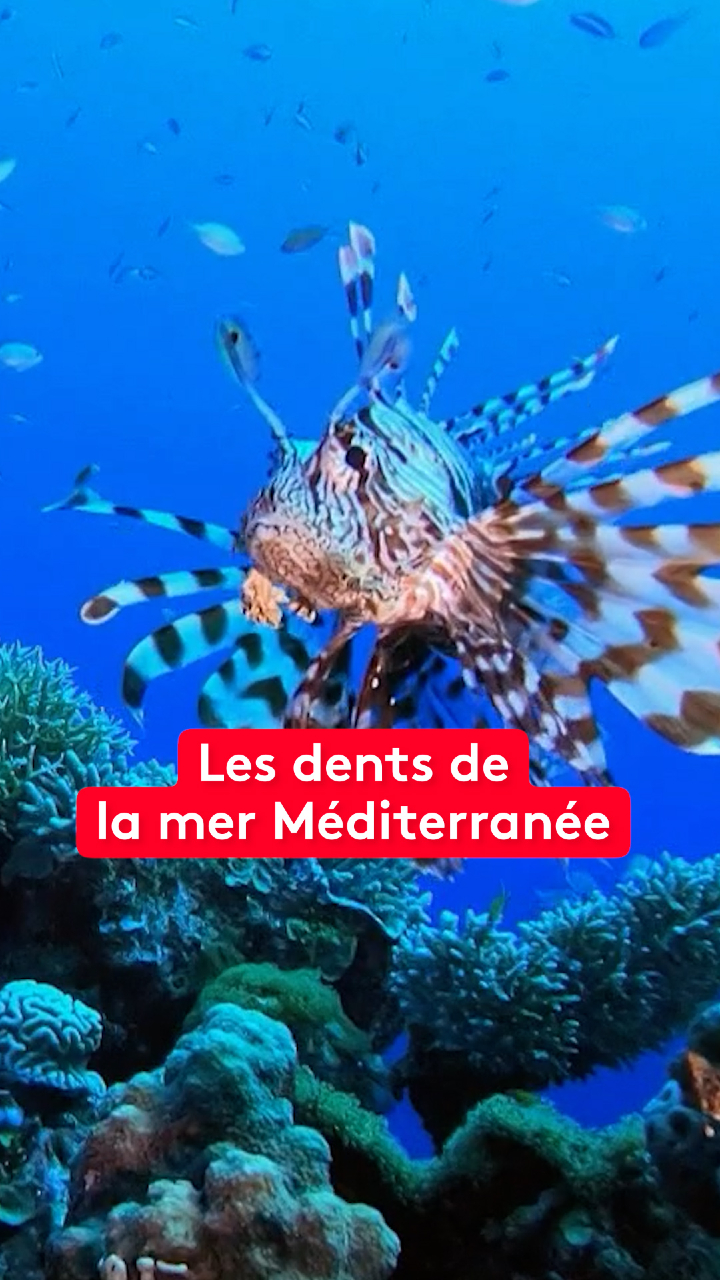 @le20hfrancetelevisions