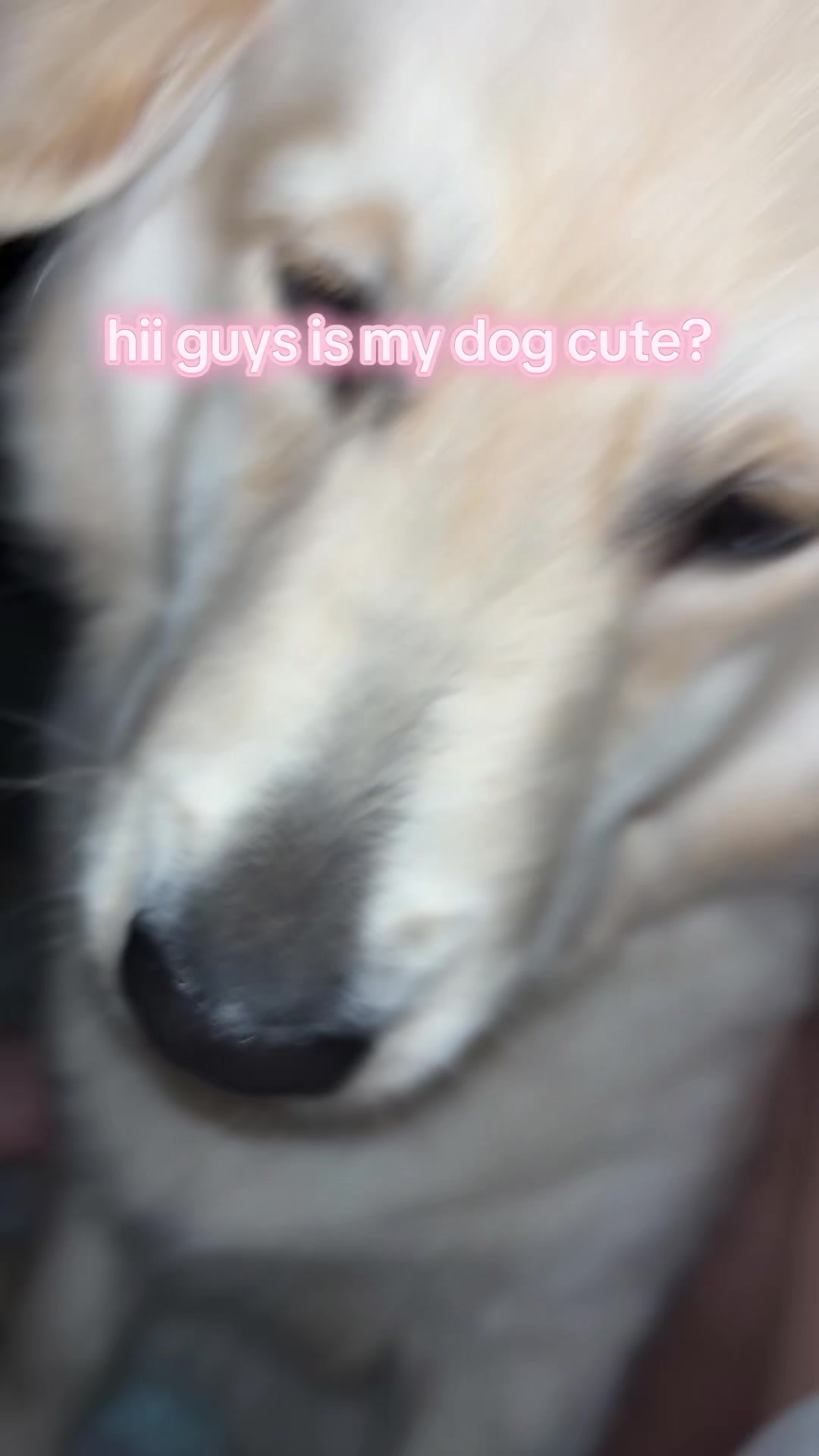@🕊️🦓🪰