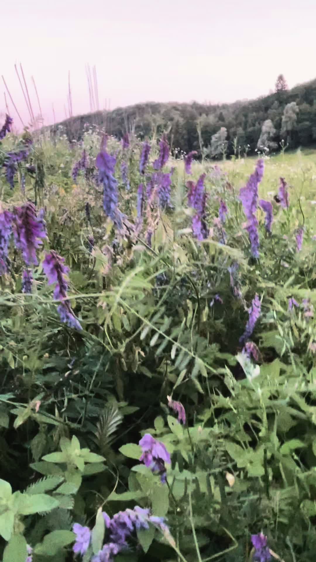 @ᛏᛁᛏᚢᛋ 🌞🌲🏔️ᛉ