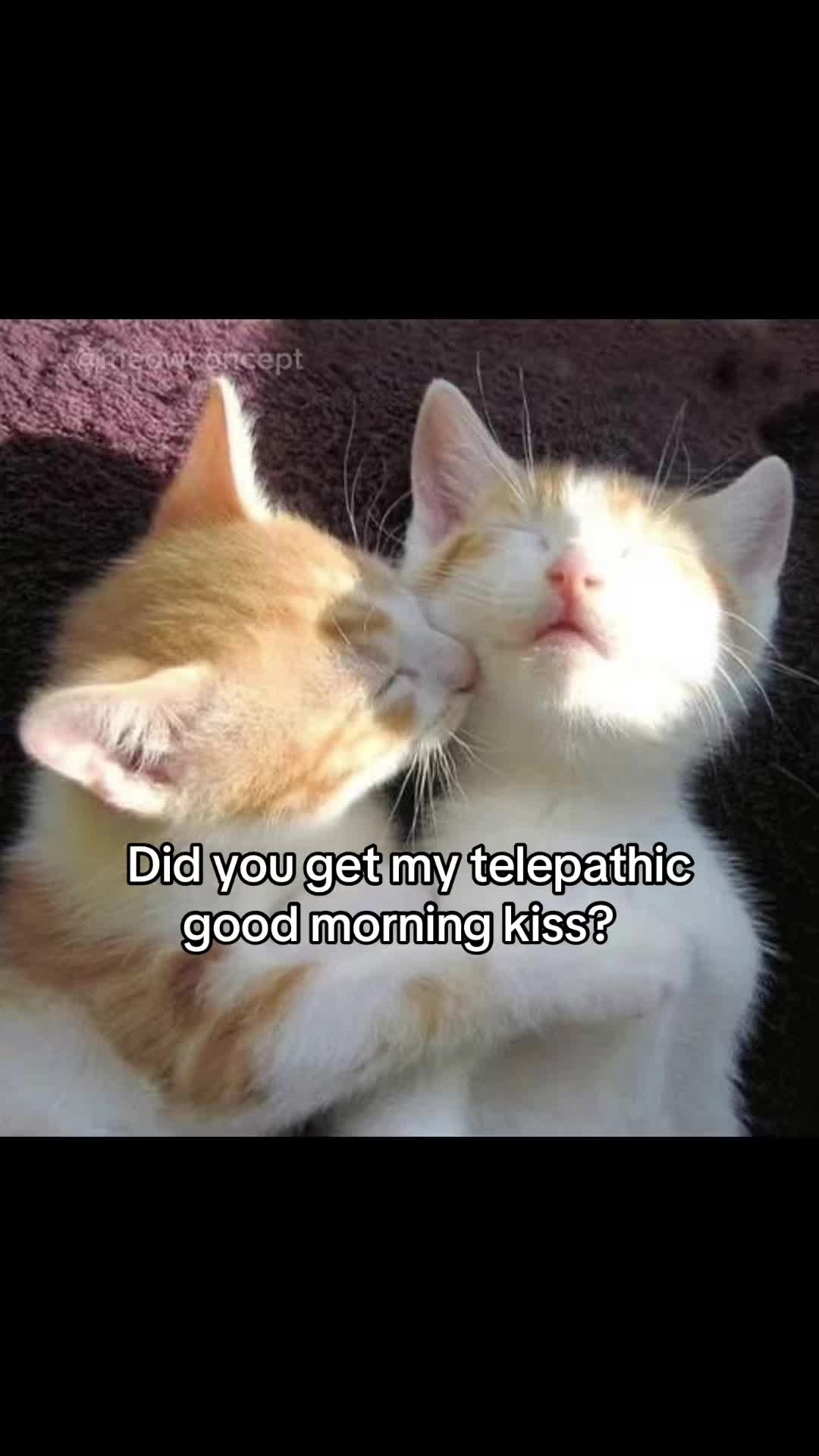 @meowconcept