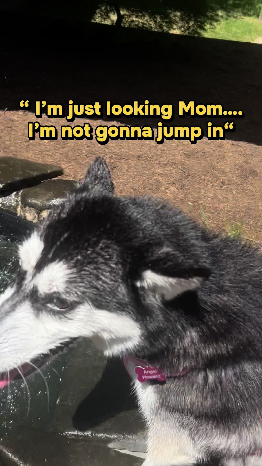 @🌺Crystal&herhuskies🐾