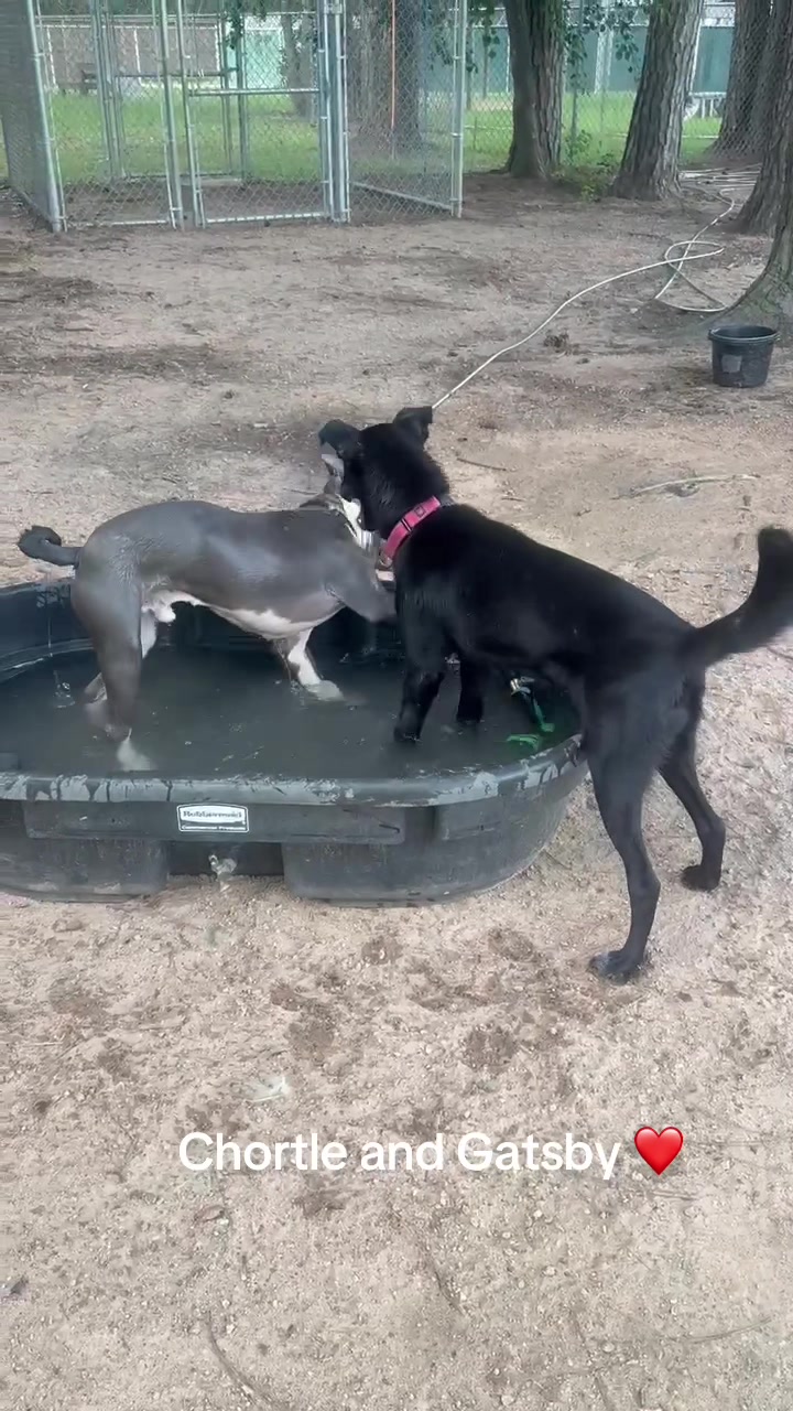 @AbandonedAnimalRescue