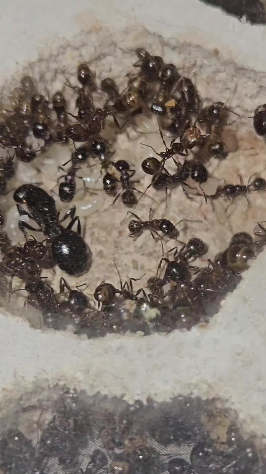 @Aaron's Ants