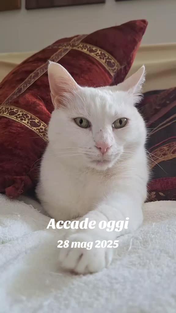 @gattopippo