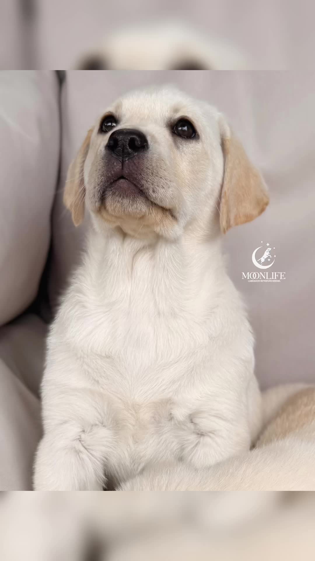 @Moonlife -Labrador Retriever