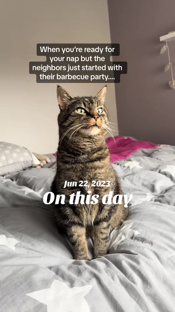 @Joep_the_ rescuecat