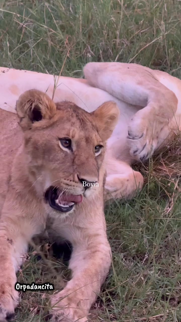 @Leonie 🦁 (Orpadan's version)