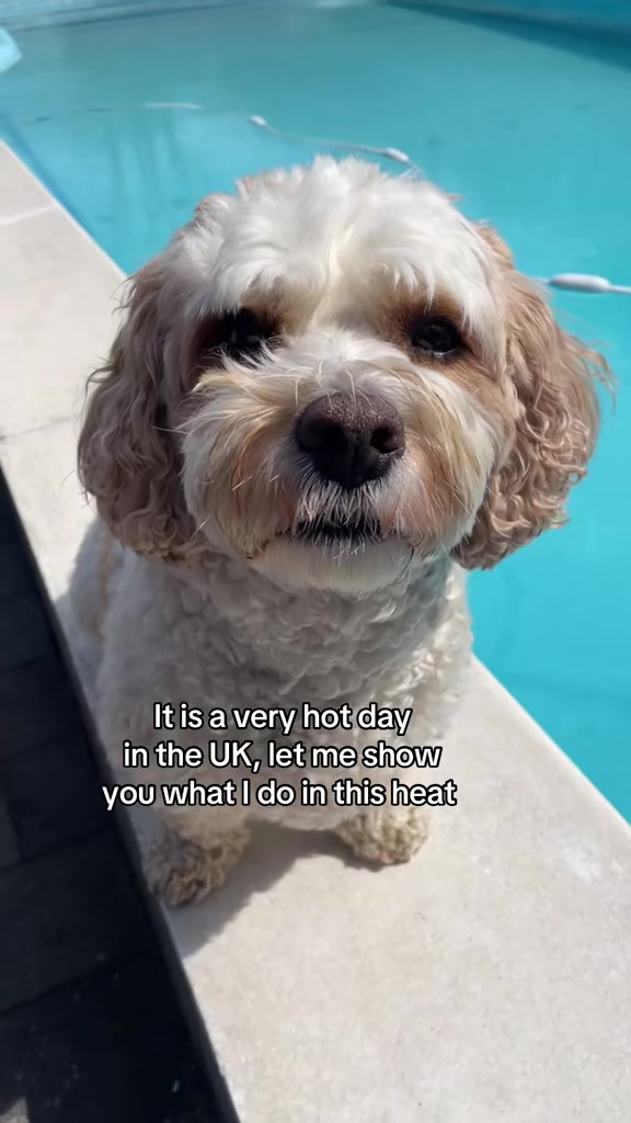 @My Cavachon
