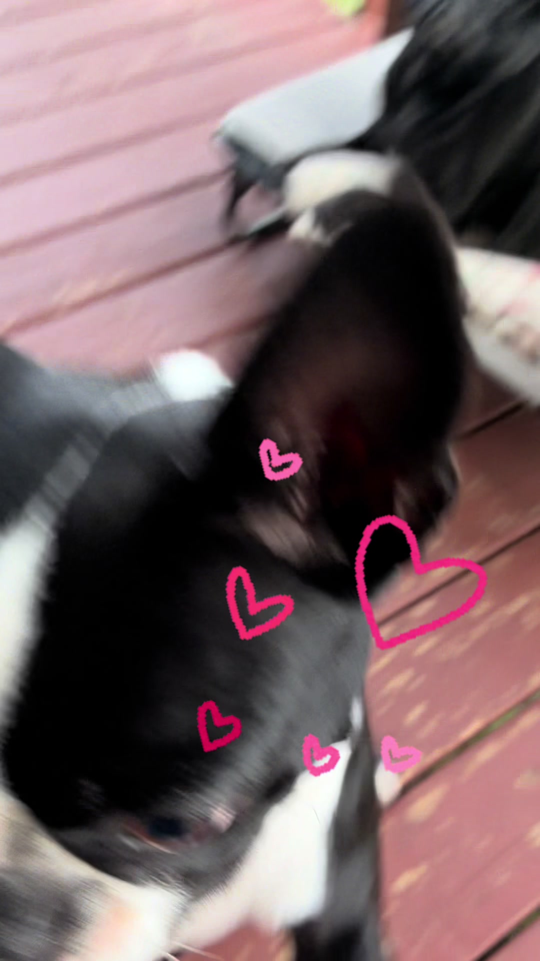 @bostonterrier7