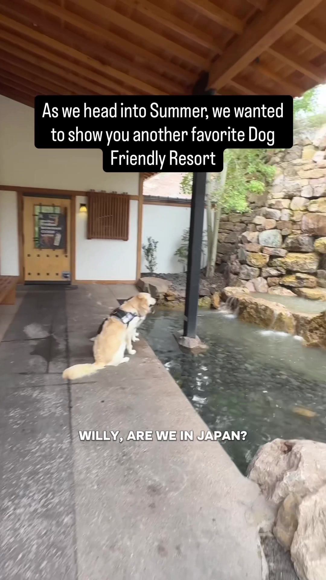 @WILLY | GoodDog