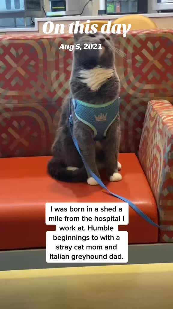@Therapy Cat Roger & Family