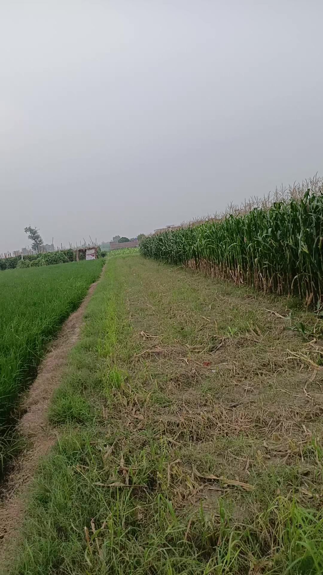 @rani jaan
