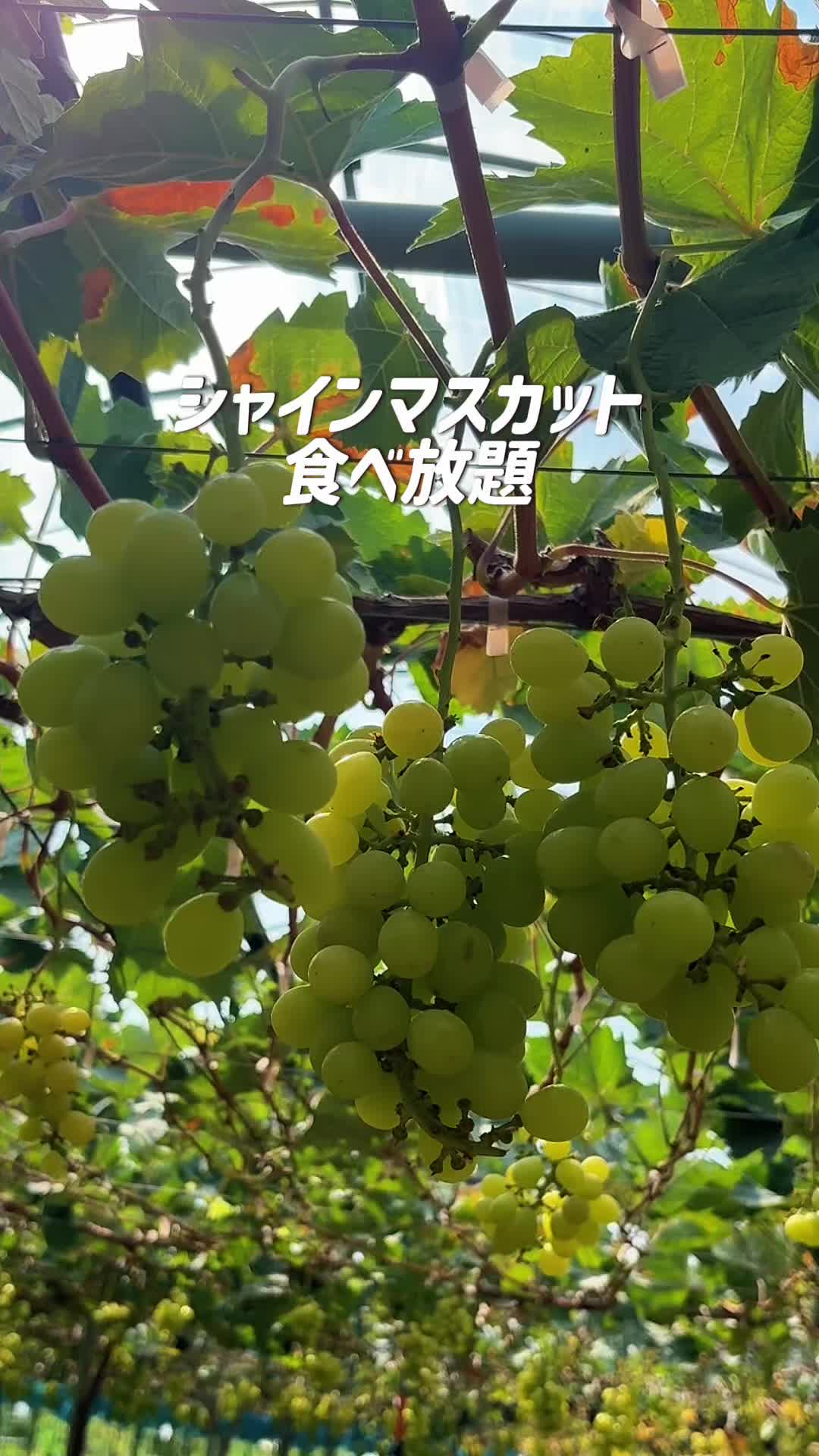 @nobu_odekake