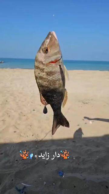 @๑୭̥๑ زايد 𓃗 دار ๑୭̥๑