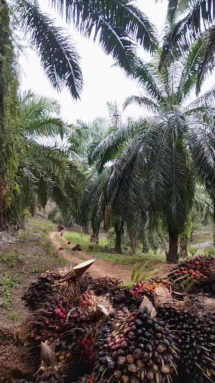 @kekasih bayangan