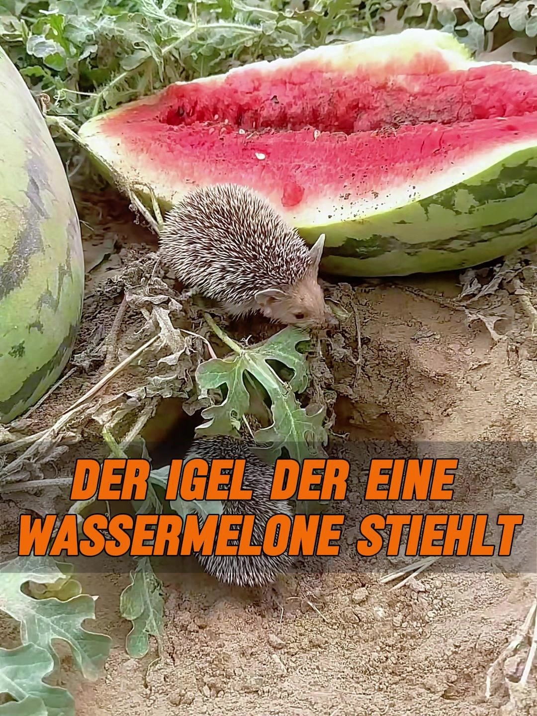 @Geo Tierwelt
