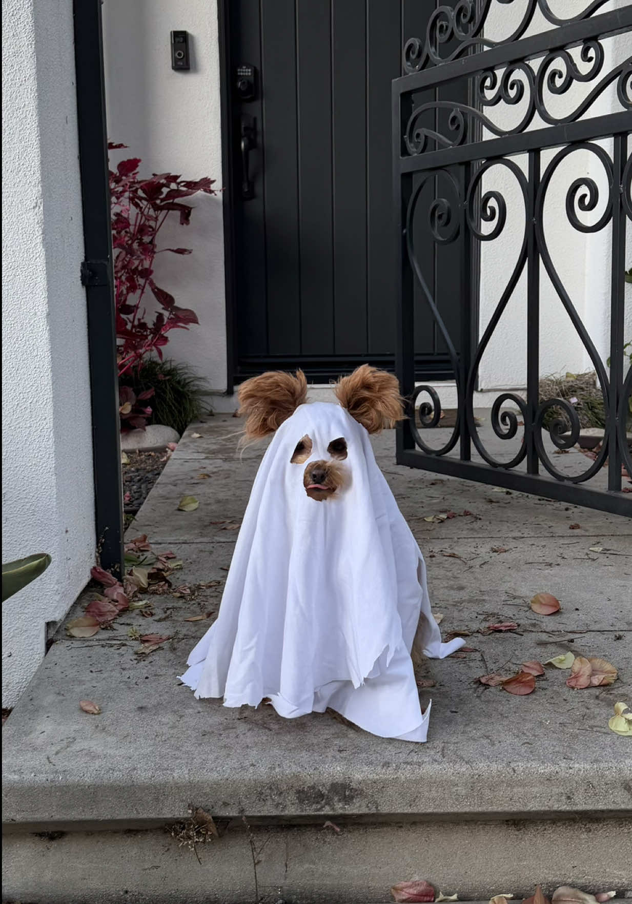 @Honey The Pomapoo 🧸